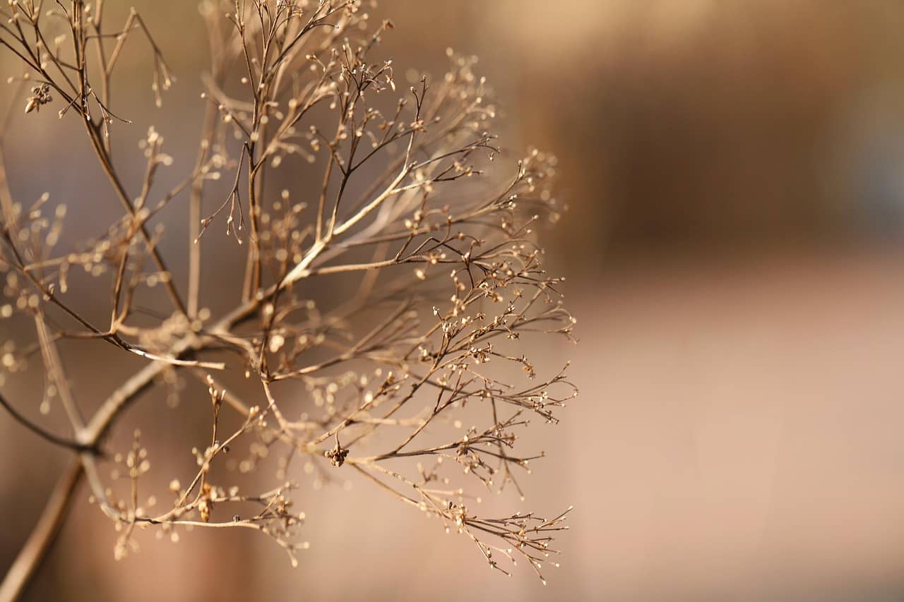 【JVM】十三、揭秘JVM垃圾回收器：面试必备知识，你掌握了吗？